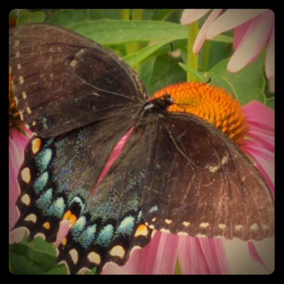 Meet your Posher, Camimeco - Picture 1 of 1